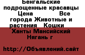 Бенгальские подрощенные красавцы. › Цена ­ 20 000 - Все города Животные и растения » Кошки   . Ханты-Мансийский,Нягань г.